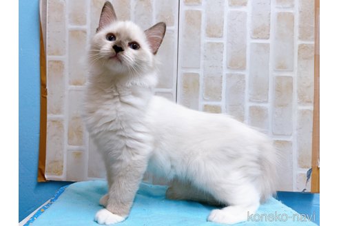 成約済の東京都のラグドール-58107の3枚目