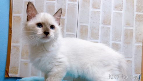 成約済の東京都のラグドール-58107の1枚目