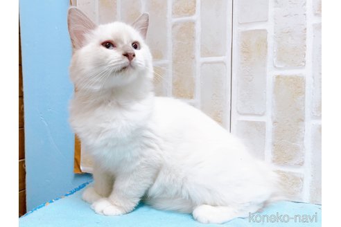 成約済の東京都のラグドール-58097の3枚目