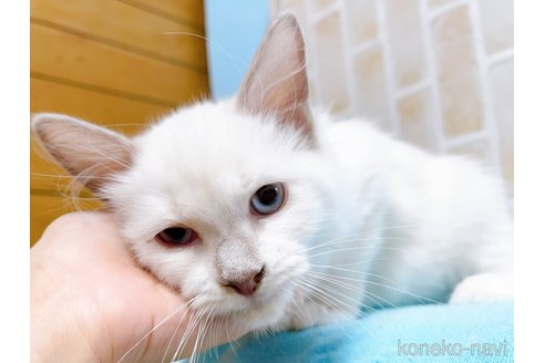 成約済の東京都のラグドール-58097の4枚目