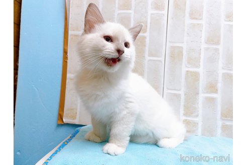 成約済の東京都のラグドール-58097の2枚目