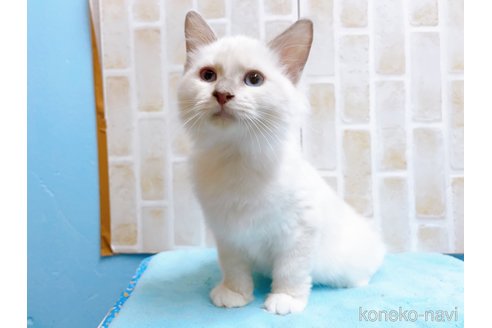 成約済の東京都のラグドール-58106の4枚目