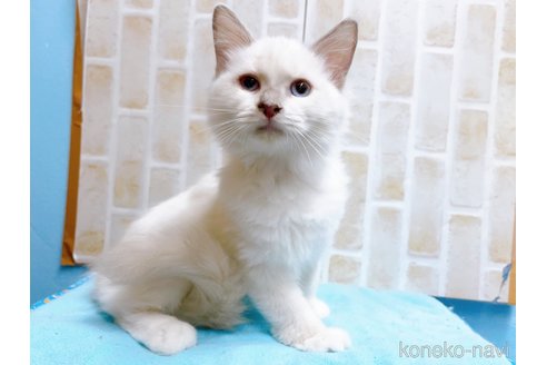 成約済の東京都のラグドール-58106の2枚目