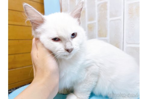 成約済の東京都のラグドール-58106の3枚目