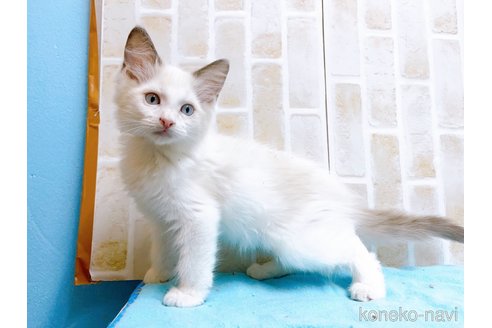 成約済の東京都のラグドール-60198の2枚目