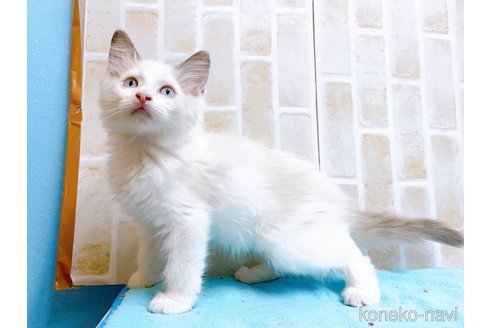 成約済の東京都のラグドール-60198の3枚目