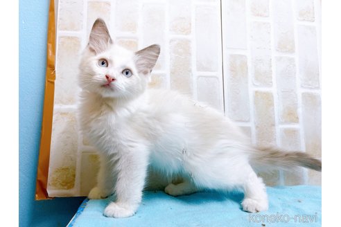 成約済の東京都のラグドール-60198の4枚目