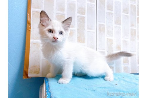 成約済の東京都のラグドール-60198の5枚目