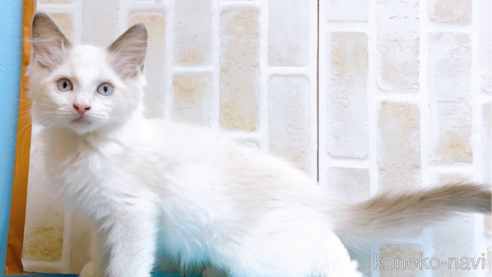 成約済の東京都のラグドール-60198の1枚目