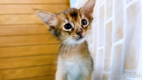 成約済の東京都のソマリ-60203の1枚目