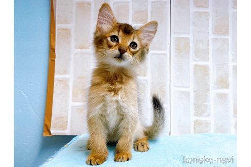 成約済の東京都のソマリ-60204の2枚目