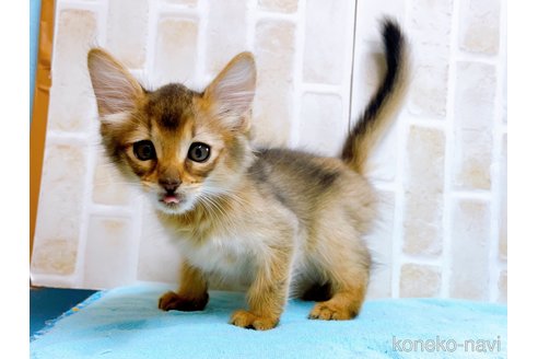 成約済の東京都のソマリ-60204の3枚目