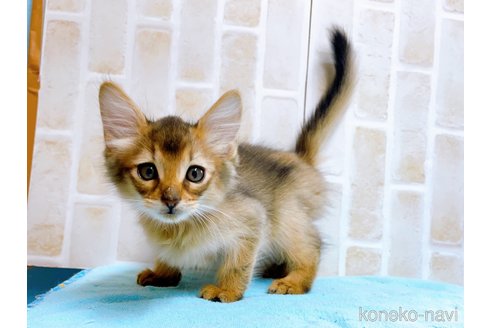 成約済の東京都のソマリ-60204の4枚目