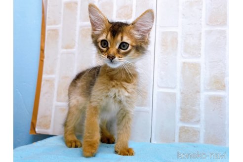 成約済の東京都のソマリ-60201の2枚目