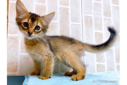 成約済の東京都のソマリ-60201の3枚目