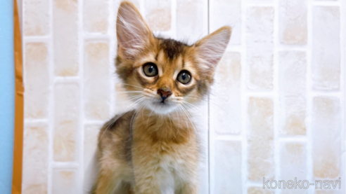 成約済の東京都のソマリ-60201の1枚目