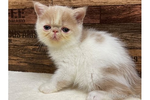 成約済の山梨県のエキゾチックショートヘア-62810の2枚目
