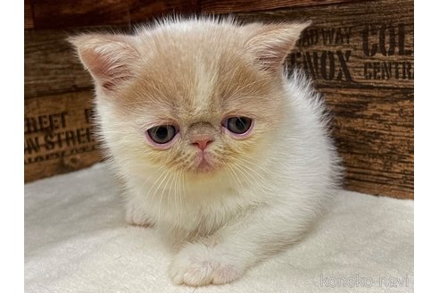 成約済の山梨県のエキゾチックショートヘア-62810の3枚目