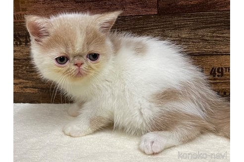 成約済の山梨県のエキゾチックショートヘア-62810の6枚目