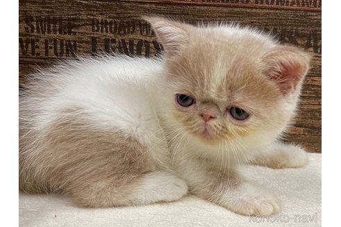 成約済の山梨県のエキゾチックショートヘア-62810の5枚目