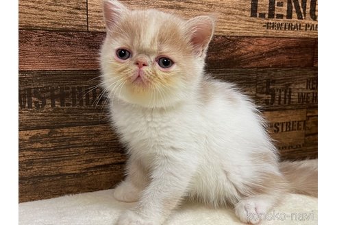 成約済の山梨県のエキゾチックショートヘア-62810の4枚目