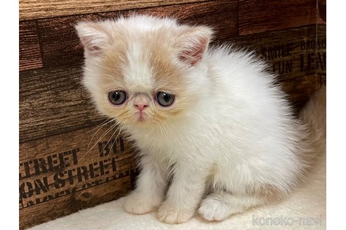 成約済の山梨県のエキゾチックショートヘア-62812の4枚目