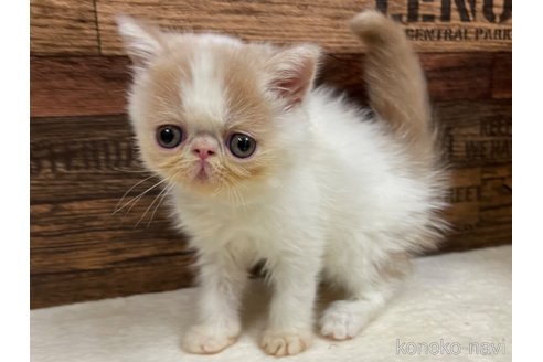 成約済の山梨県のエキゾチックショートヘア-62812の5枚目