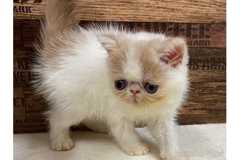 成約済の山梨県のエキゾチックショートヘア-62812の7枚目