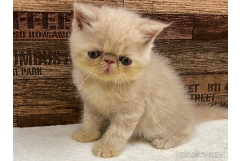 成約済の山梨県のエキゾチックショートヘア-62813の5枚目