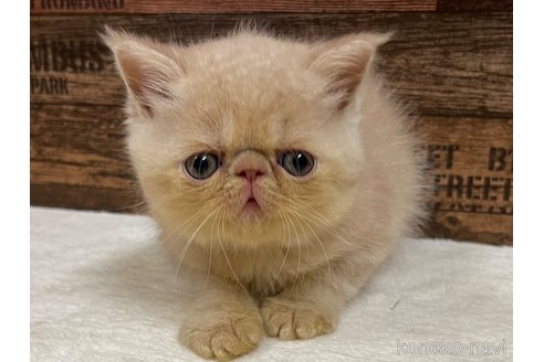 成約済の山梨県のエキゾチックショートヘア-62813の4枚目