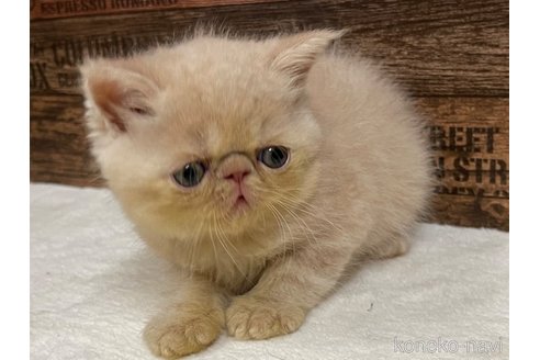 成約済の山梨県のエキゾチックショートヘア-62813の3枚目