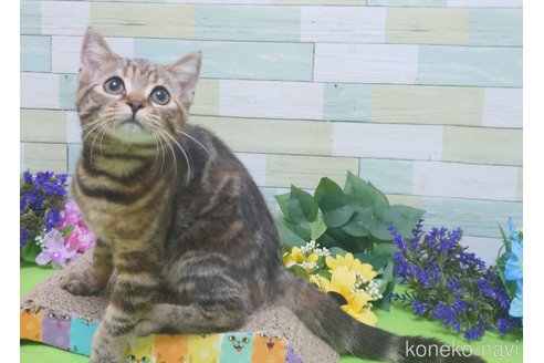 成約済の大阪府のその他の猫種-55402の3枚目