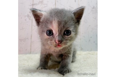 成約済の千葉県のブリティッシュショートヘア-62955の3枚目