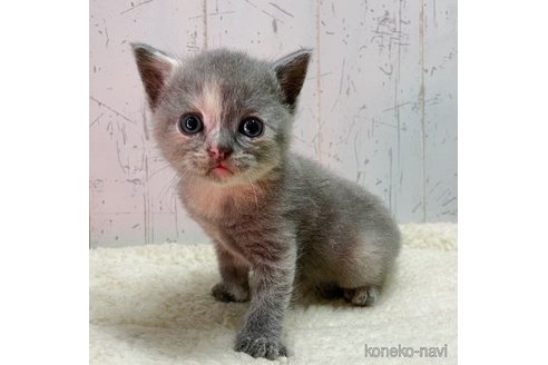 成約済の千葉県のブリティッシュショートヘア-62955の1枚目