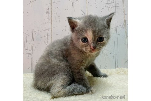成約済の千葉県のブリティッシュショートヘア-62955の5枚目