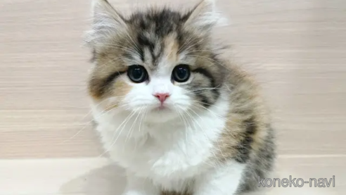 成約済の千葉県のスコティッシュフォールド-51271の1枚目