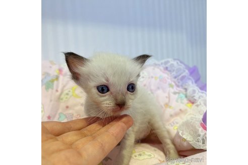 成約済の広島県のラグドール-63081の4枚目