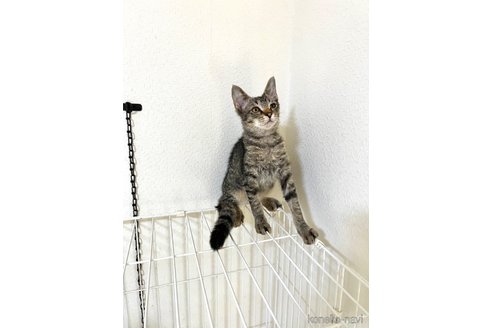販売中の福岡県のラパーマ-58984の6枚目