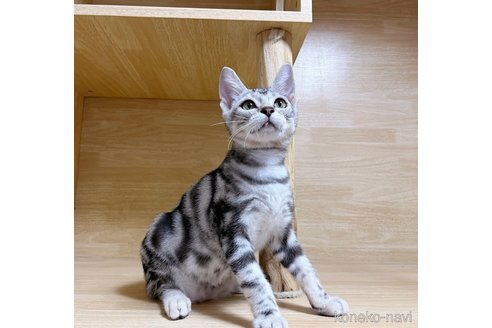 YUHUIYUNブリーダーのアメリカンショートヘアの子猫
