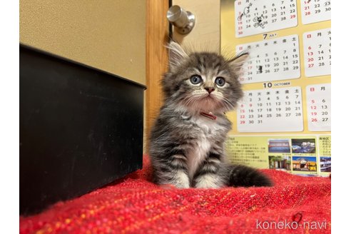 成約済の鹿児島県のラガマフィン-59858の5枚目
