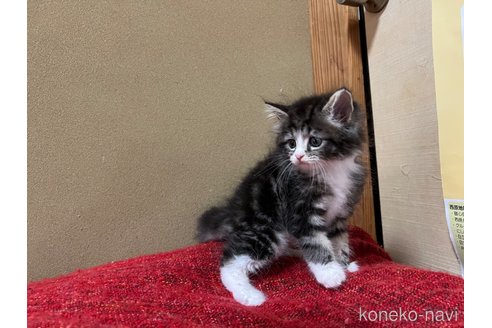 成約済の鹿児島県のラガマフィン-61841の6枚目
