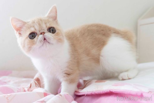 成約済の東京都のエキゾチックショートヘア-56859の6枚目