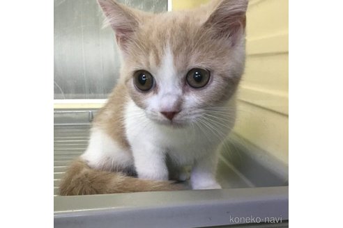 販売中の山形県のセルカークレックス-63327