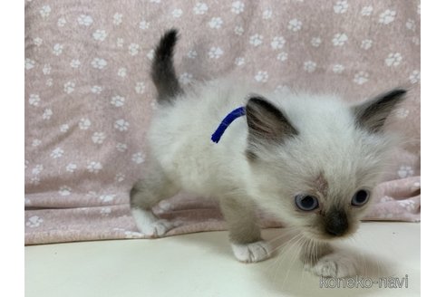 成約済の埼玉県のラグドール-63375の12枚目