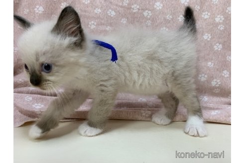 成約済の埼玉県のラグドール-63375の13枚目