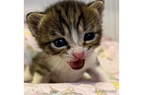 成約済の広島県のスコティッシュフォールド-63401の4枚目