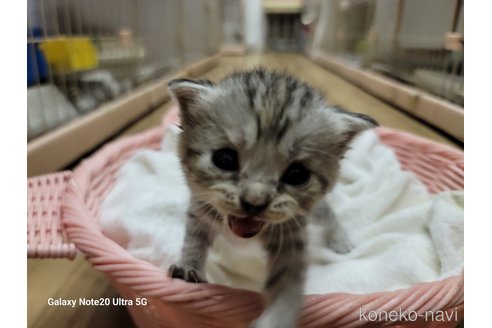 成約済の千葉県のスコティッシュフォールド-62517の4枚目