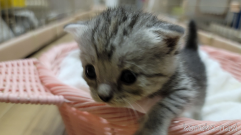 成約済の千葉県のスコティッシュフォールド-62517の3枚目