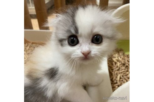 成約済の三重県のスコティッシュフォールド(折れ耳)-63444の1枚目