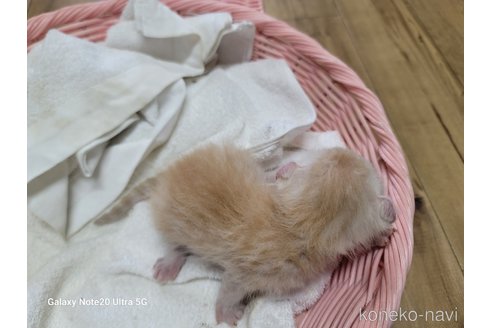 成約済の千葉県のアメリカンカール-63472の2枚目
